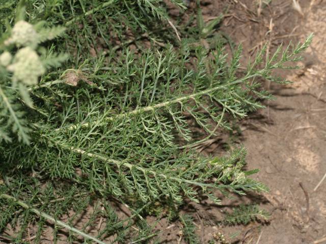 عکسهای بومادران Achillea millefolium Yarrow Asteraceae 6